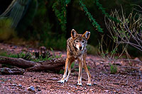 /images/133/2008-08-10-zoo-coyote-40d_13485.jpg - #05743: Coyote at the Phoenix Zoo … August 2008 -- Phoenix Zoo, Phoenix, Arizona
