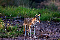 /images/133/2008-08-10-zoo-coyote-40d_13538.jpg - #05744: Coyote at the Phoenix Zoo … August 2008 -- Phoenix Zoo, Phoenix, Arizona