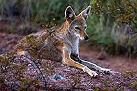 /images/133/2008-08-10-zoo-coyote-40d_13640.jpg - #05748: Coyote at the Phoenix Zoo … August 2008 -- Phoenix Zoo, Phoenix, Arizona