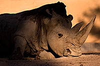 /images/133/2008-08-10-zoo-rhino-40d_13874.jpg - #05763: Rhino at Phoenix Zoo … August 2008 -- Phoenix Zoo, Phoenix, Arizona