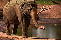 /images/133/2008-08-12-zoo-elephant-40d_15517.jpg - #05776: Elephant at the Phoenix Zoo … August 2008 -- Phoenix Zoo, Phoenix, Arizona