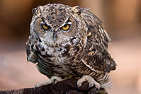 /images/133/2008-08-12-zoo-owl-40d_15432.jpg - 05779: Owl at the Phoenix Zoo … August 2008 -- Phoenix Zoo, Phoenix, Arizona