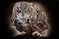 /images/133/2008-08-12-zoo-owl-40d_15432m.jpg - #05780: Owl at the Phoenix Zoo … August 2008 -- Phoenix Zoo, Phoenix, Arizona