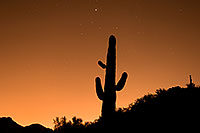 /images/133/2008-09-23-squaw-cactus-29835.jpg - #05904: Cactus at Squaw Peak … September 2008 -- Squaw Peak, Phoenix, Arizona