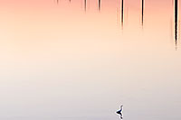 /images/133/2008-10-01-tempe-heron-31390.jpg - #05907: Great Blue Heron near Tempe Town Lake … October 2008 -- Tempe Town Lake, Tempe, Arizona