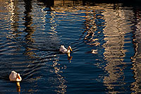 /images/133/2008-11-16-tempe-ducks-48256.jpg - #06082: Ducks at Tempe Town Lake … November 2008 -- Tempe Town Lake, Tempe, Arizona