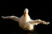 /images/133/2008-11-16-tempe-ducks-48291.jpg - #06084: Ducks at Tempe Town Lake … November 2008 -- Tempe Town Lake, Tempe, Arizona