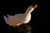 /images/133/2008-11-16-tempe-ducks-48313.jpg - #06086: Ducks at Tempe Town Lake … November 2008 -- Tempe Town Lake, Tempe, Arizona