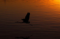/images/133/2008-11-16-tempe-heron-48520.jpg - #06088: Great Blue Heron flying in sunset at Tempe Town Lake … November 2008 -- Tempe Town Lake, Tempe, Arizona