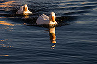 /images/133/2008-11-18-tempe-ducks-49054.jpg - #06101: Ducks at Tempe Town Lake … November 2008 -- Tempe Town Lake, Tempe, Arizona