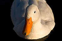 /images/133/2008-11-18-tempe-ducks-49075.jpg - #06104: Ducks at Tempe Town Lake … November 2008 -- Tempe Town Lake, Tempe, Arizona