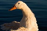 /images/133/2008-11-18-tempe-ducks-49252.jpg - #06105: Ducks at Tempe Town Lake … November 2008 -- Tempe Town Lake, Tempe, Arizona