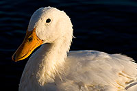 /images/133/2008-11-18-tempe-ducks-49313.jpg - #06107: Ducks at Tempe Town Lake … November 2008 -- Tempe Town Lake, Tempe, Arizona