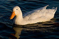 /images/133/2008-11-20-tempe-ducks-50639.jpg - #06121: Ducks at Tempe Town Lake … November 2008 -- Tempe Town Lake, Tempe, Arizona