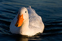 /images/133/2008-11-20-tempe-ducks-50656.jpg - #06122: Ducks at Tempe Town Lake … November 2008 -- Tempe Town Lake, Tempe, Arizona