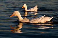 /images/133/2008-11-20-tempe-ducks-50675.jpg - #06123: Ducks at Tempe Town Lake … November 2008 -- Tempe Town Lake, Tempe, Arizona