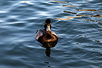/images/133/2008-11-21-fountain-ducks-51197.jpg - #06139: Lesser Scaup (a Diving Duck) [male] at Fountain Hills lake … November 2008 -- Fountain Hills, Arizona