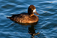 /images/133/2008-11-21-fountain-ducks-51221.jpg - 06148: Lesser Scaup (a Diving Duck) [female] at Fountain Hills lake … November 2008 -- Fountain Hills, Arizona