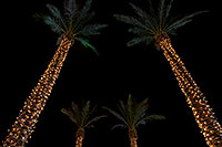 /images/133/2008-12-03-tempe-mark-palms-59103.jpg - #06317: Christmas at Tempe Marketplace … December 2008 -- Tempe Marketplace, Tempe, Arizona
