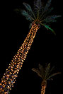 /images/133/2008-12-03-tempe-mark-palms-59103v.jpg - #06318: Christmas at Tempe Marketplace … December 2008 -- Tempe Marketplace, Tempe, Arizona