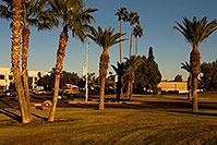 /images/133/2008-12-09-tempe-kiwanis-palms-60940.jpg - #06390: Yellow schoolbus and traffic at Kiwanis Park … December 2008 -- Kiwanis Park, Tempe, Arizona