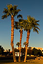/images/133/2008-12-09-tempe-kiwanis-palms-60990v.jpg - #06394: Fedex on delibery by Kiwanis Park … December 2008 -- Kiwanis Park, Tempe, Arizona