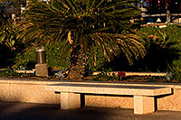 /images/133/2008-12-30-mesa-temple-bench-69703.jpg - #06685: Bench by Mesa Arizona Temple … December 2008 -- Mesa Arizona Temple, Mesa, Arizona