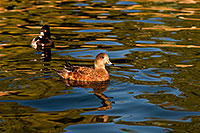 /images/133/2009-01-16-gilbert-freestone-76445.jpg - #06926: Ring-necked Ducks [female in front, male in back] at Freestone Park … January 2009 -- Freestone Park, Gilbert, Arizona