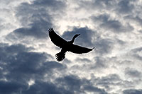 /images/133/2009-01-21-gilb-rip-corm-77461.jpg - #06946: Cormorants at Riparian Preserve … January 2009 -- Riparian Preserve, Gilbert, Arizona