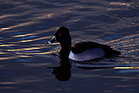 /images/133/2009-01-22-gilb-rip-ducks-77852.jpg - #06950: Ring-necked Duck [male] at Riparian Preserve … January 2009 -- Riparian Preserve, Gilbert, Arizona