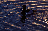 /images/133/2009-01-22-gilb-rip-ducks-77869.jpg - #06952: Ring-necked Duck [male] at Riparian Preserve … January 2009 -- Riparian Preserve, Gilbert, Arizona