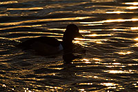 /images/133/2009-01-22-gilb-rip-ducks-77872.jpg - #06953: Ring-necked Duck [male] at Riparian Preserve … January 2009 -- Riparian Preserve, Gilbert, Arizona