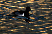 /images/133/2009-01-22-gilb-rip-ducks-77878.jpg - #06954: Ring-necked Duck [male] at Riparian Preserve … January 2009 -- Riparian Preserve, Gilbert, Arizona