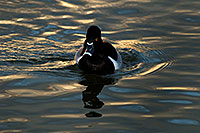 /images/133/2009-01-22-gilb-rip-ducks-77889.jpg - #06956: Ring-necked Duck [male] at Riparian Preserve … January 2009 -- Riparian Preserve, Gilbert, Arizona