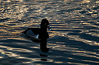 /images/133/2009-01-22-gilb-rip-ducks-77962.jpg - #06957: Ring-necked Duck [male] at Riparian Preserve … January 2009 -- Riparian Preserve, Gilbert, Arizona