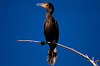 /images/133/2009-01-24-gilb-rip-corm-79292.jpg - #06974: Cormorant at Riparian Preserve … January 2009 -- Riparian Preserve, Gilbert, Arizona