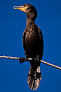 /images/133/2009-01-24-gilb-rip-corm-79292v.jpg - #06975: Cormorant at Riparian Preserve … January 2009 -- Riparian Preserve, Gilbert, Arizona