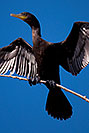 /images/133/2009-01-24-gilb-rip-corm-79347v.jpg - #06977: Cormorant at Riparian Preserve … January 2009 -- Riparian Preserve, Gilbert, Arizona
