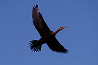 /images/133/2009-01-25-gilb-rip-corm-80767.jpg - #07016: Cormorant at Riparian Preserve … January 2009 -- Riparian Preserve, Gilbert, Arizona