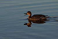 /images/133/2009-01-25-gilbert-rip-ducks-80017.jpg - #06988: Northern Shoveler (Spoon-billed Duck) [female] at Riparian Preserve … January 2009 -- Riparian Preserve, Gilbert, Arizona