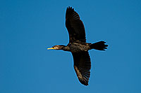 /images/133/2009-01-26-gilb-rip-corm-81190.jpg - #07024: Cormorant at Riparian Preserve … January 2009 -- Riparian Preserve, Gilbert, Arizona