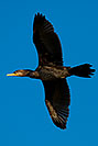 /images/133/2009-01-26-gilb-rip-corm-81190v.jpg - #07025: Cormorant at Riparian Preserve … January 2009 -- Riparian Preserve, Gilbert, Arizona
