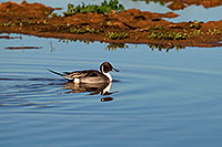 /images/133/2009-01-27-gilb-rip-ducks-81796.jpg - #07040: Northern Pintail [male] at Riparian Preserve … January 2009 -- Riparian Preserve, Gilbert, Arizona
