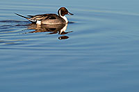 /images/133/2009-01-27-gilb-rip-ducks-81796c.jpg - #07041: Northern Pintail [male] at Riparian Preserve … January 2009 -- Riparian Preserve, Gilbert, Arizona