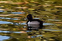 /images/133/2009-01-28-freestone-ducks-82447.jpg - #07065: Ring-necked Duck [male] at Freestone Park … January 2009 -- Freestone Park, Gilbert, Arizona