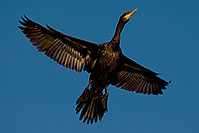 /images/133/2009-02-01-riparian-cormorants-85591.jpg - #07096: Cormorant in flight at Riparian Preserve … February 2009 -- Riparian Preserve, Gilbert, Arizona
