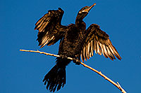 /images/133/2009-02-01-riparian-cormorants-85610.jpg - #07097: Cormorant at Riparian Preserve … February 2009 -- Riparian Preserve, Gilbert, Arizona