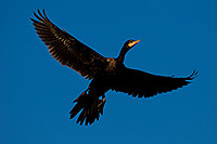 /images/133/2009-02-01-riparian-cormorants-85696.jpg - #07098: Cormorant in flight at Riparian Preserve … February 2009 -- Riparian Preserve, Gilbert, Arizona
