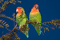 /images/133/2009-02-02-riparian-lovebirds-86938.jpg - #07120: Peach-faced Lovebirds at Riparian Preserve … February 2009 -- Riparian Preserve, Gilbert, Arizona