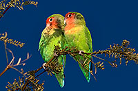 /images/133/2009-02-02-riparian-lovebirds-86962.jpg - #07122: Peach-faced Lovebirds at Riparian Preserve … February 2009 -- Riparian Preserve, Gilbert, Arizona